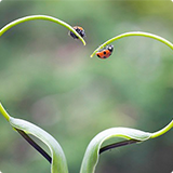 insect